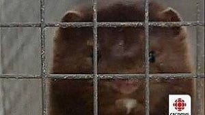 pe-mink-cage2