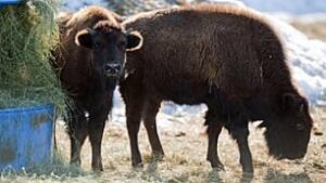 tp-bison