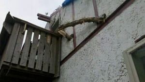 tornado-minn-branch