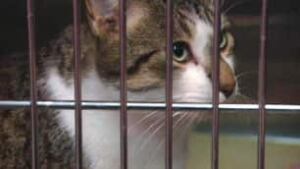 sk-cats-spca-2011