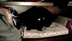 si-millionaire-cat-300