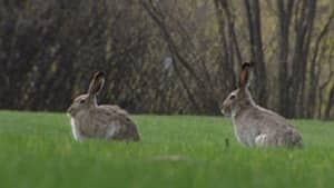 si-rabbits-300
