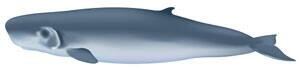 pe-mi-pygmyspermwhale-300