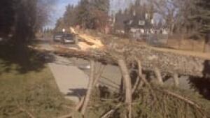 si-cgy-windstormdamage