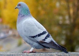 june26-2010-pigeon