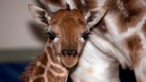 cgy-baby-giraffe-zoo