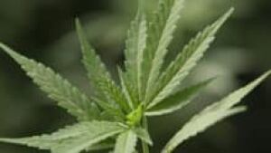 in-220-marijuana-cp-8515252