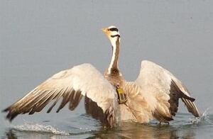 fi-barheaded-goose-satellite-tag-john-takekawa