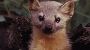 220-marten