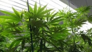 tp-weed-306-ap-00675735