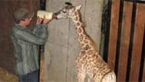 mi-bc-archive-zoo-giraffe