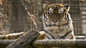tp-cgy-new-tiger