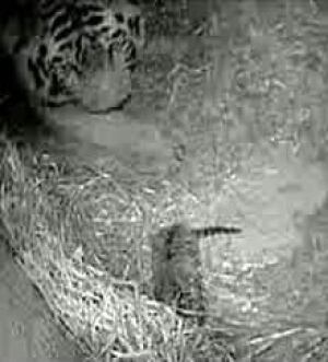 cgy-zoo-katja-tiger-cub