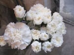 mothersday_carnation
