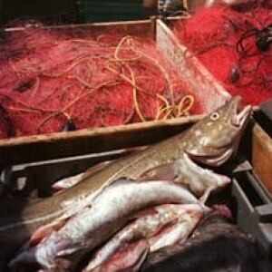 sm-220-cod-fish-cp-1322394