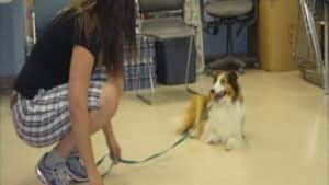 mi-spca-dogs-2_1