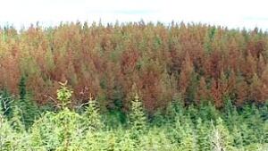 bc-090922-pine-beetle-forest