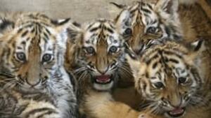 tp-siberian-tiger-cp-RTR29Y