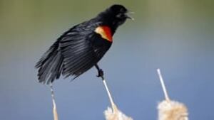 red-winged-blackbird