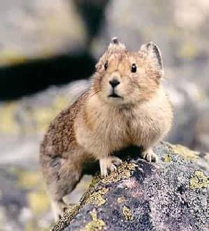 ns-pika