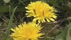 nl-dandelions-220