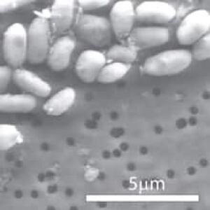 sm-220-arsenic-bacteria