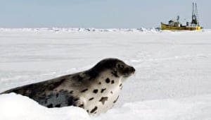 seal-hunt-cp-620433