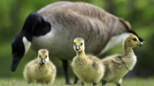 hi-canada-geese-852