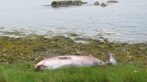 pe-mi-beached-whale-300