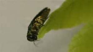 si-emerald-insect-220