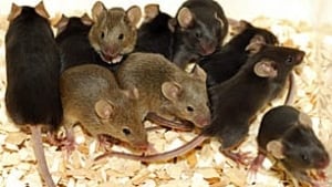 mice-istock_000004655698xsm