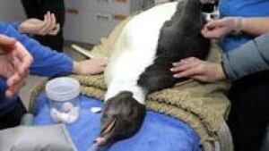 in-220-penguin-cp-00904886