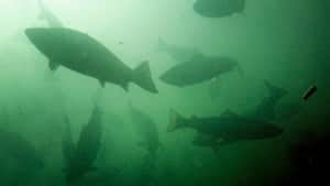 ip-fish-00234506