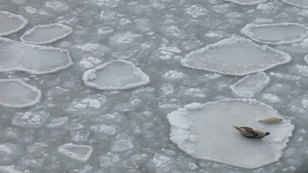pe-li-seals-on-ice