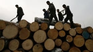 tp-070313-china-logging-ap-2650872
