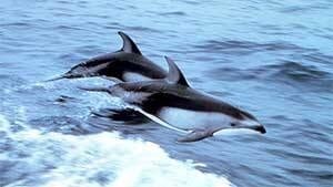 mi-bc-110628-pacific-white-sided-dolphins-noaa