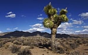 area51-190-1220636