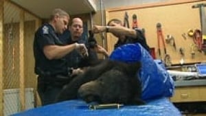 bear-mauling-220