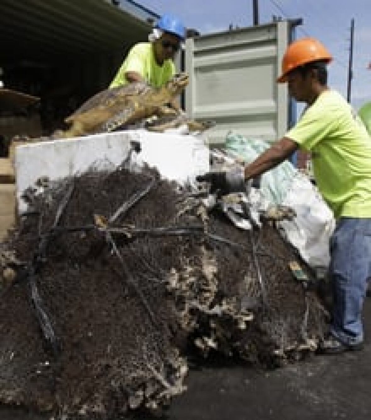 Coral smuggling raises alarm in Philippines CBC News