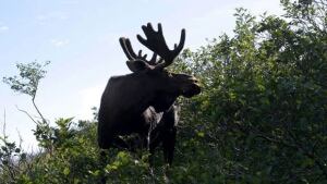 li-gros-morne-moose-rieti