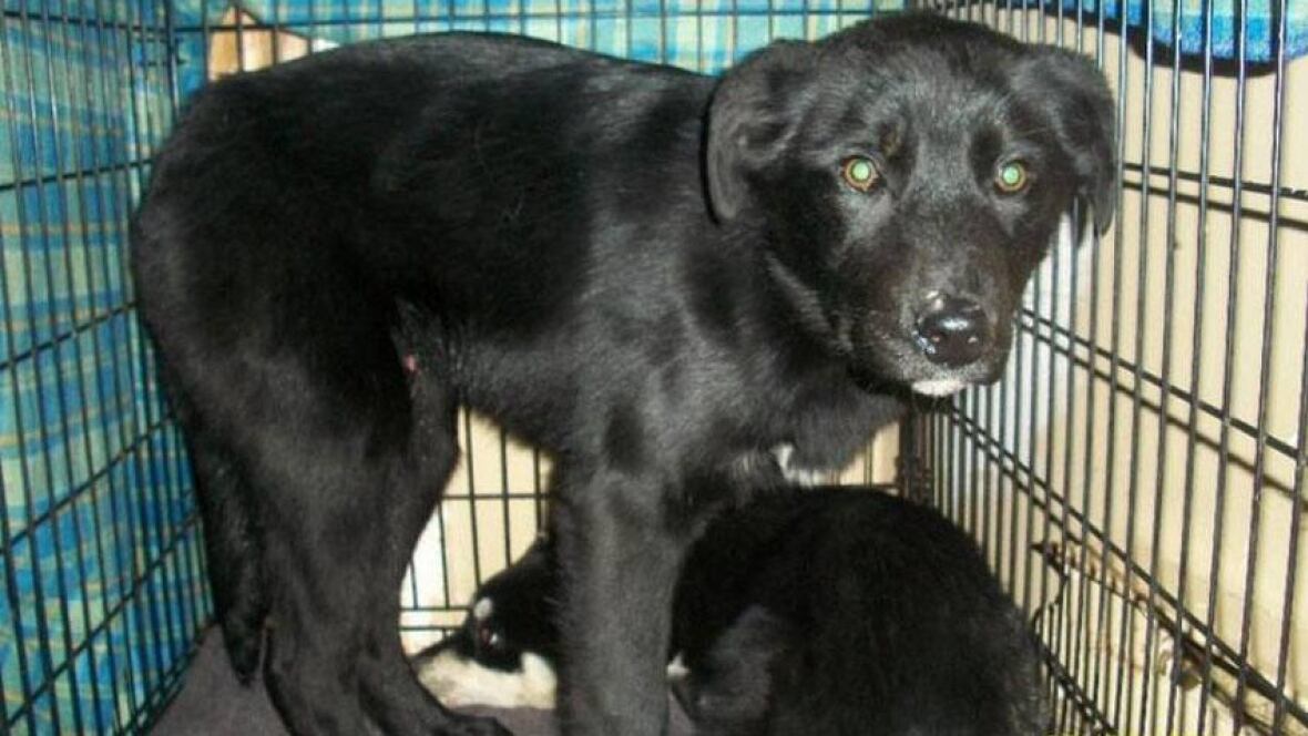 Coyote traps catch puppies living wild Newfoundland & Labrador CBC News