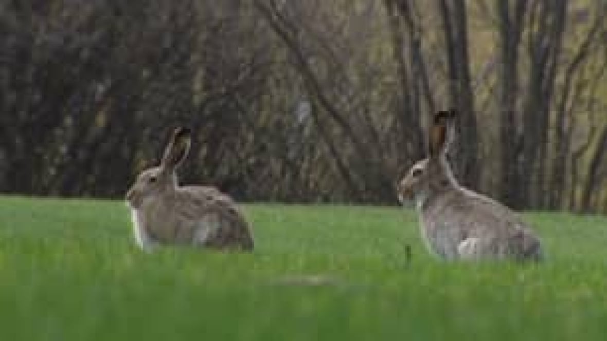 Rabbits abound in Regina Saskatchewan CBC News