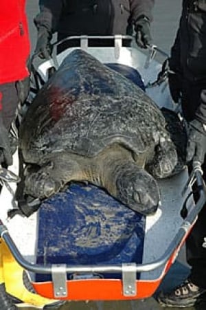 sm-220-green-sea-turtle-bc-01768626