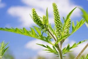 mi-ragweed-300-istock