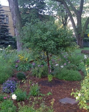 mi-anastasias-tree-300