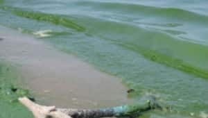 mb-hi-300lakewpgsludge
