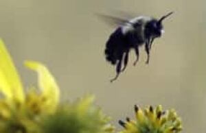 cgy-bumblebee-ap