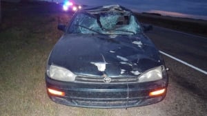 Moose collision near Davin