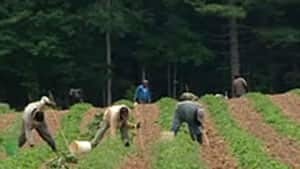 ns-si-farm-workers-300
