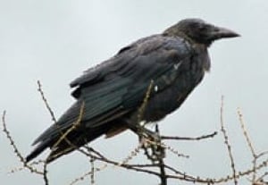 sm-220-american-crow-2960704